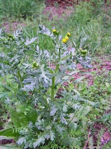 Senecio teneriffae