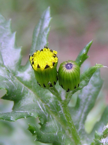 Capítulos de Senecio teneriffae