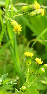 Capítulos de Senecio vulgaris