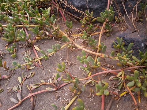 Sesuvium
          portulacastrum