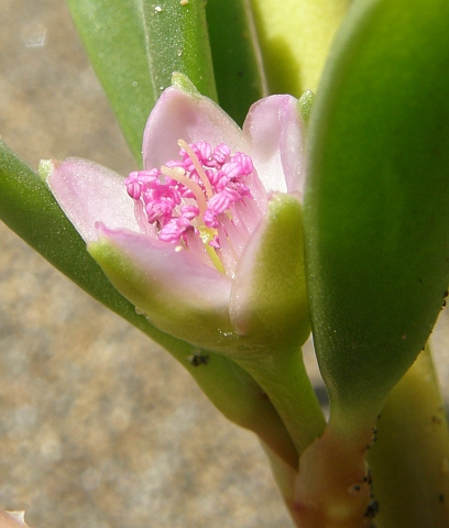 Sesuvium portulacastrum