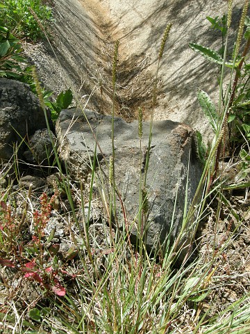 Setaria parviflora