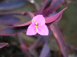 Setcreasea pallida