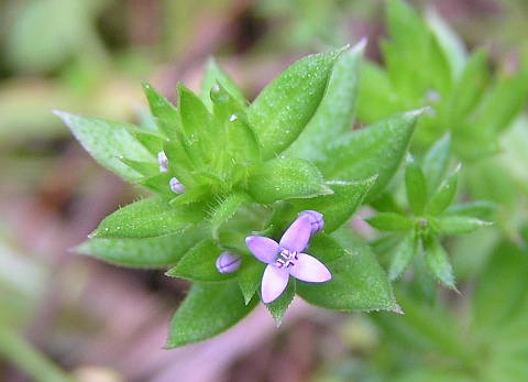 Sherardia arvensis