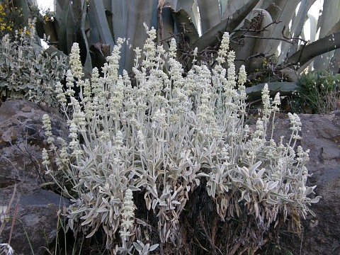 Sideritis dasygnaphala