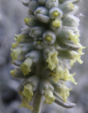 Sideritis dasygnaphala