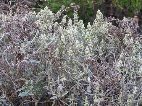 Sideritis dendro-chahorra