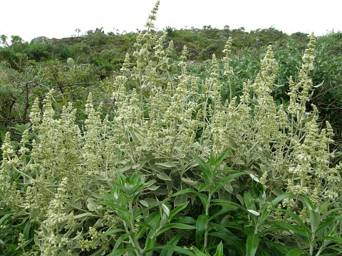 Sideritis dendro-chahorra