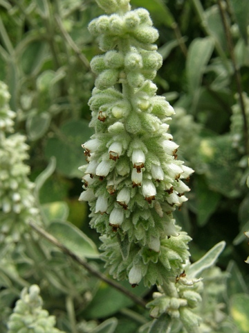 Sideritis lostyi