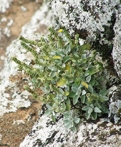 Sideritis pumila