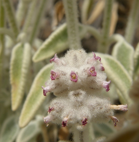 Sideritis sventenii