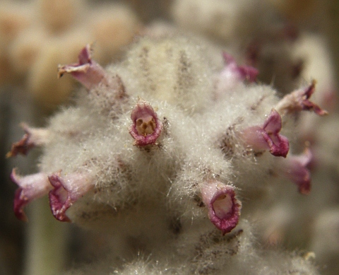 Sideritis sventenii