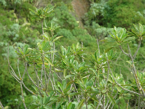 Sideroxylon canariensis