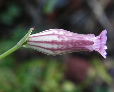 Silene behen