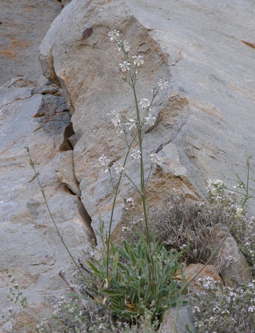 Silene
          berthelotiana