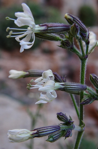 Silene berthelotiana