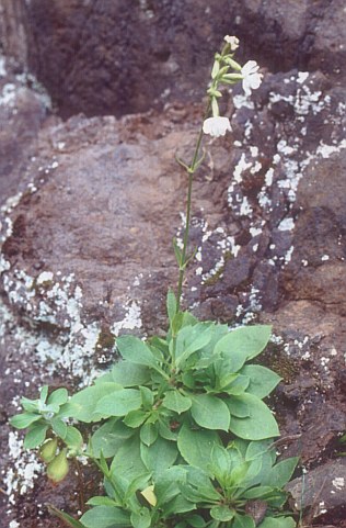 Silene lagunensis