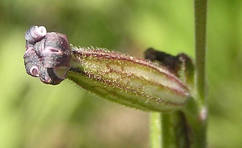 Flor de Silene nocturna