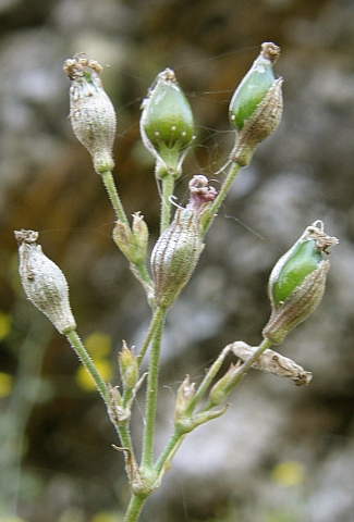 Silene
            sabinosae