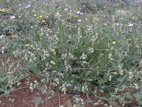 Silene vulgaris ssp.commutata