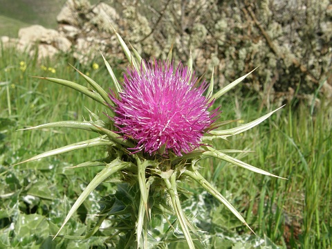 Silybum marianum