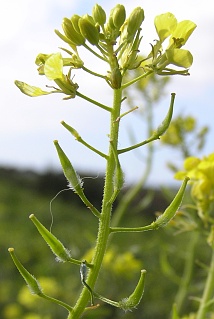 Sinapis alba