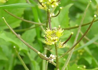 Frutos de Sisymbrium erysimoides