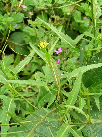 Sisymbrium irio