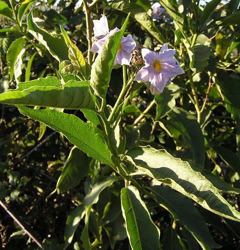 Solanum bonariense