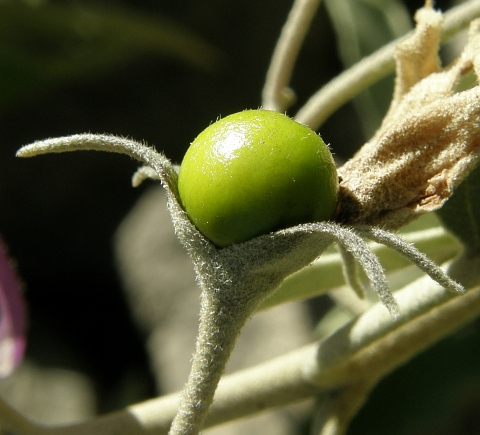 Solanum lidii