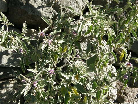 Solanum lidii