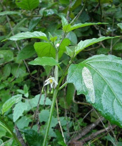 Solanum luteum