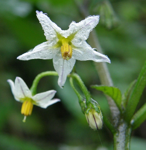 Solanum luteum