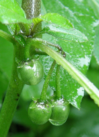 Solanum luteum