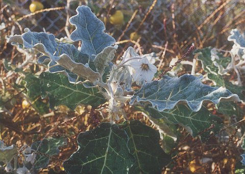 Solanum marginatum