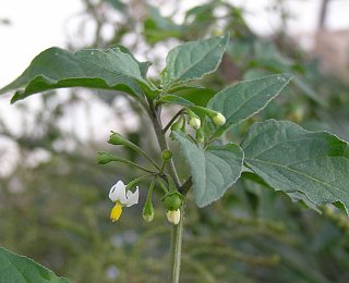 hierba mora solanum nigrum