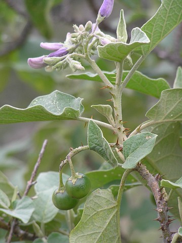 Solanum vespertilio