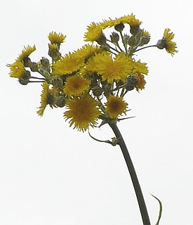 Inflorescencias de Sonchus acaulis