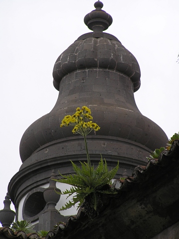 Sonchus acaulis