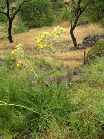 Sonchus acaulis