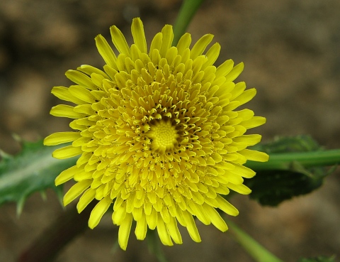 Capítulo de Sonchus asper ssp. asper