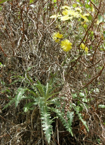 Sonchus bornmuelleri