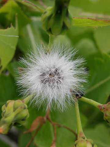 Sonchus brachylobus