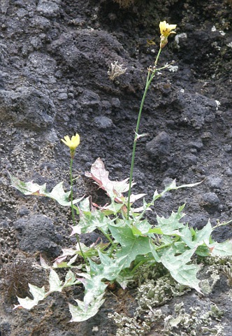 Sonchus fauces-orci