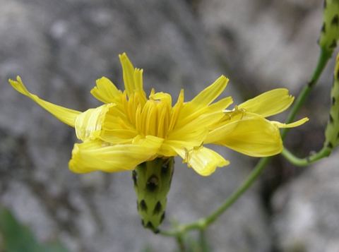 Sonchus fauces-orci