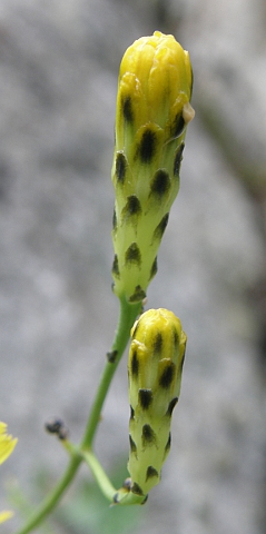 Sonchus fauces-orci