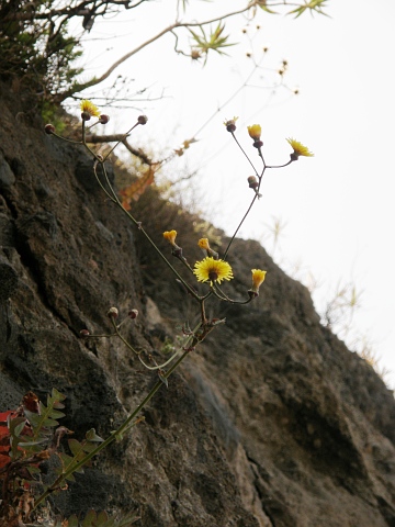 Sonchus gummifer