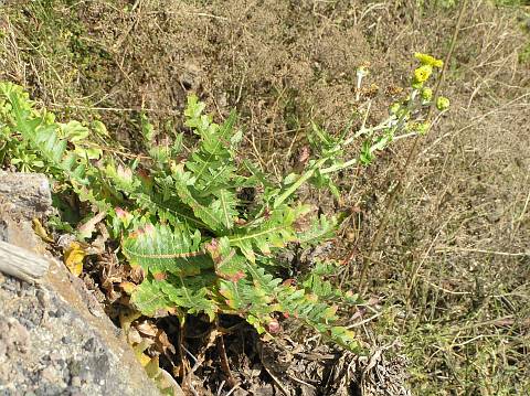 Sonchus hierrensis