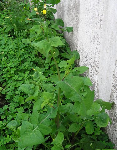 Sonchus oleraceus