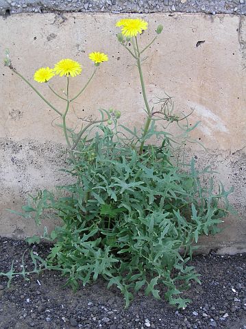 Sonchus tenerrimus